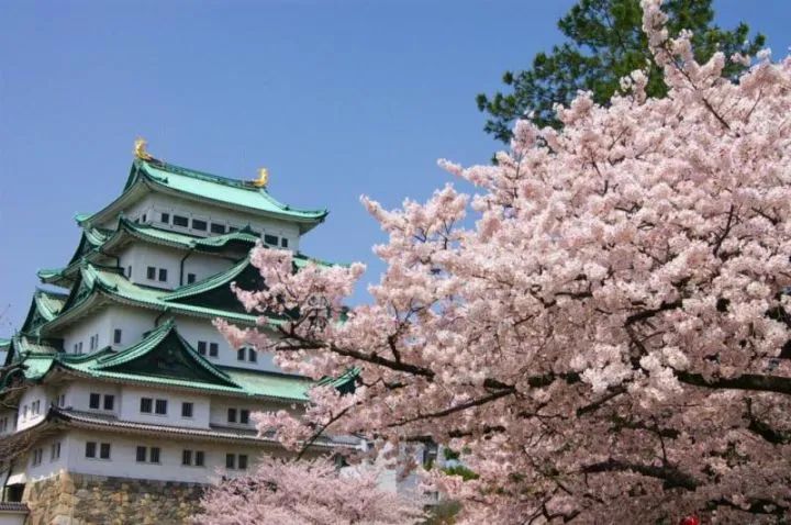 日本留学